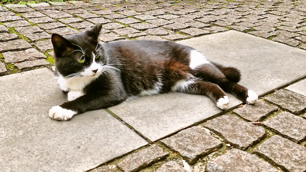 カレーハウスJIB足高店で見かけた猫