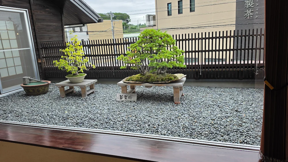 お茶処 きみくら本店の盆栽